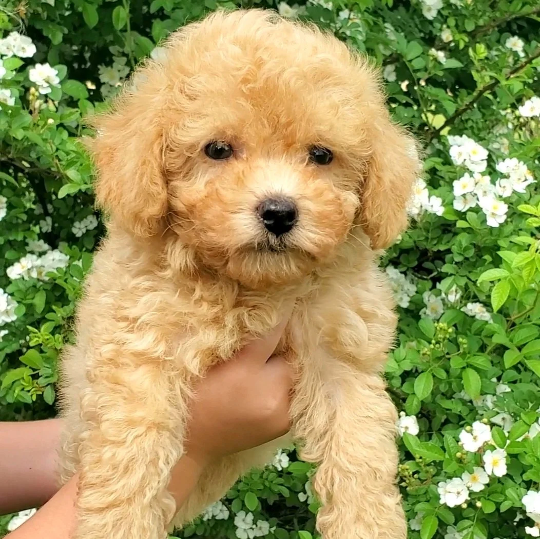 creamt toy poodle for sale near me