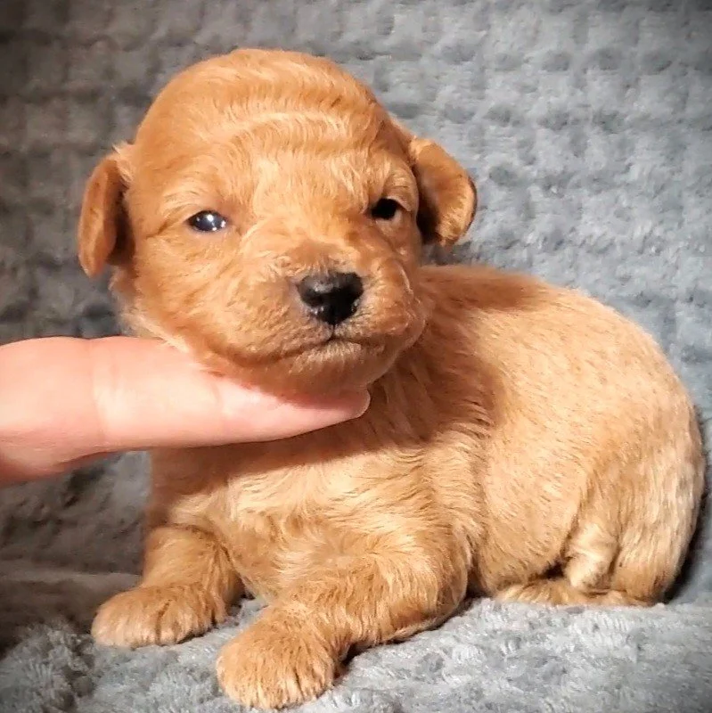 small mini poodle puppy for sale