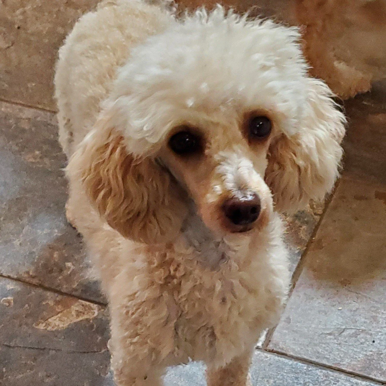 cream toy mini poodle missouri