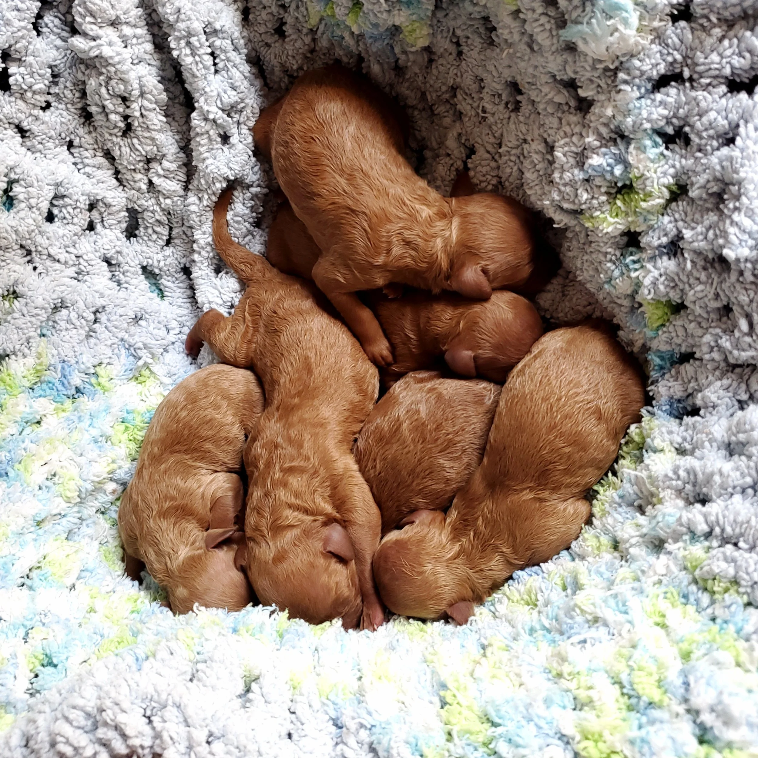 red mini poodle puppies