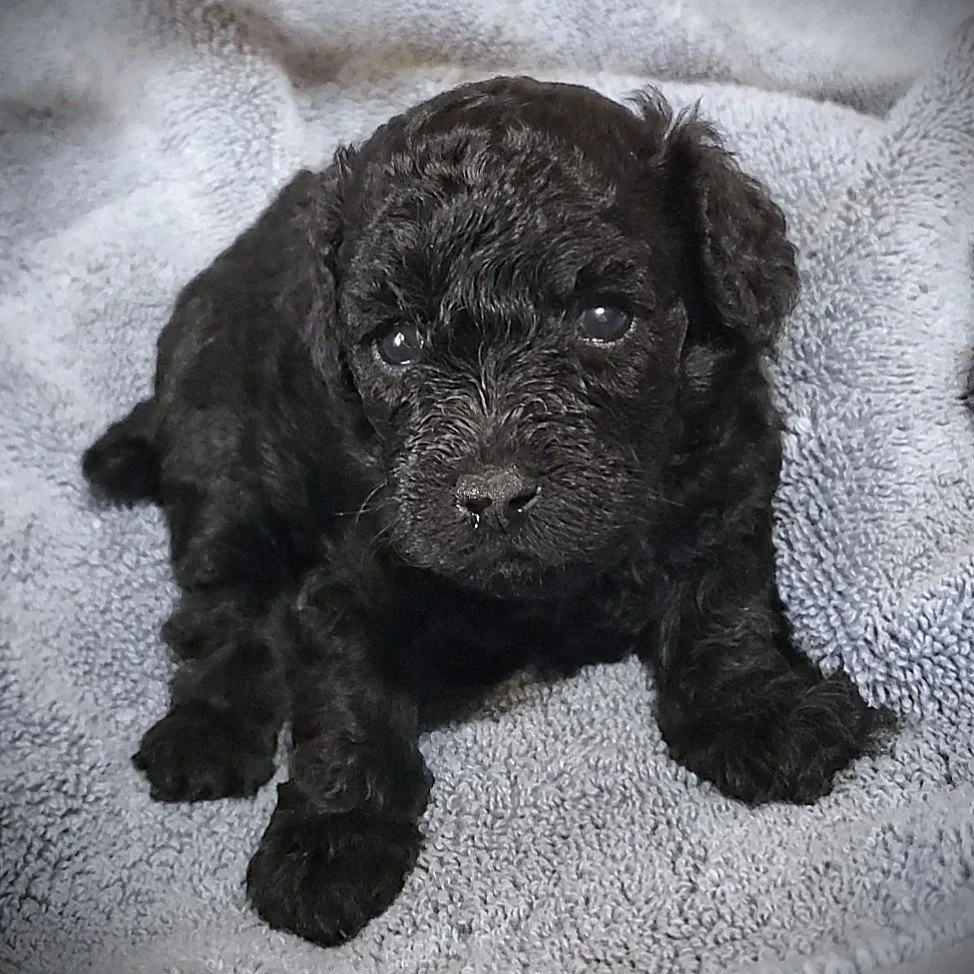 black toy poodle puppy on blanket for sale missouri