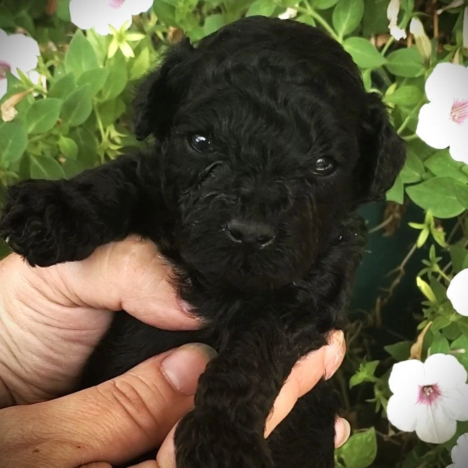 cash toy poodle puppy black