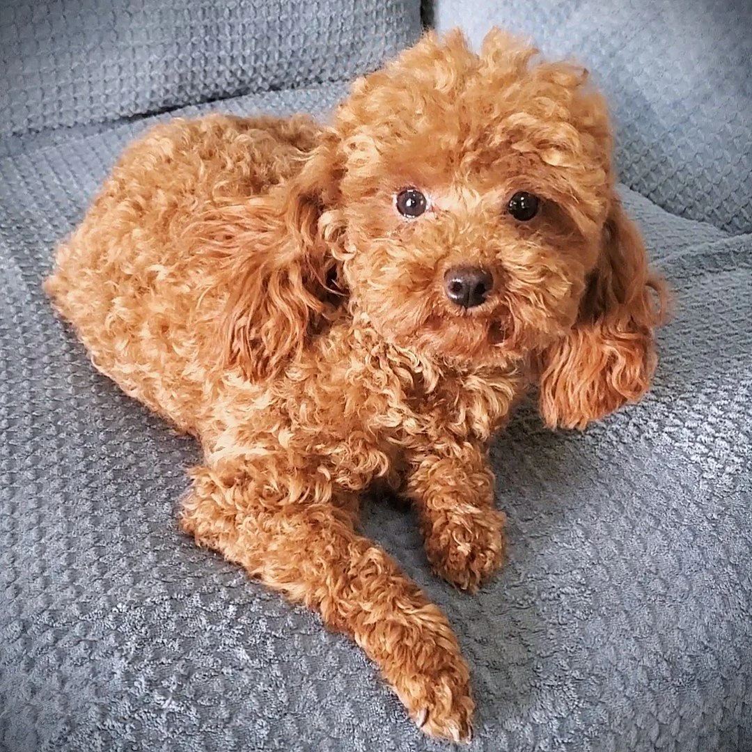 red teacup toy poodle female