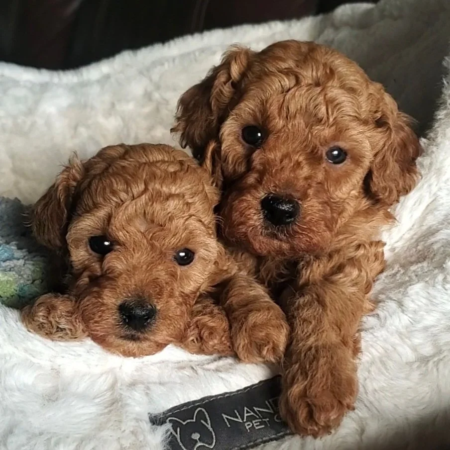red miniature poodle puppy