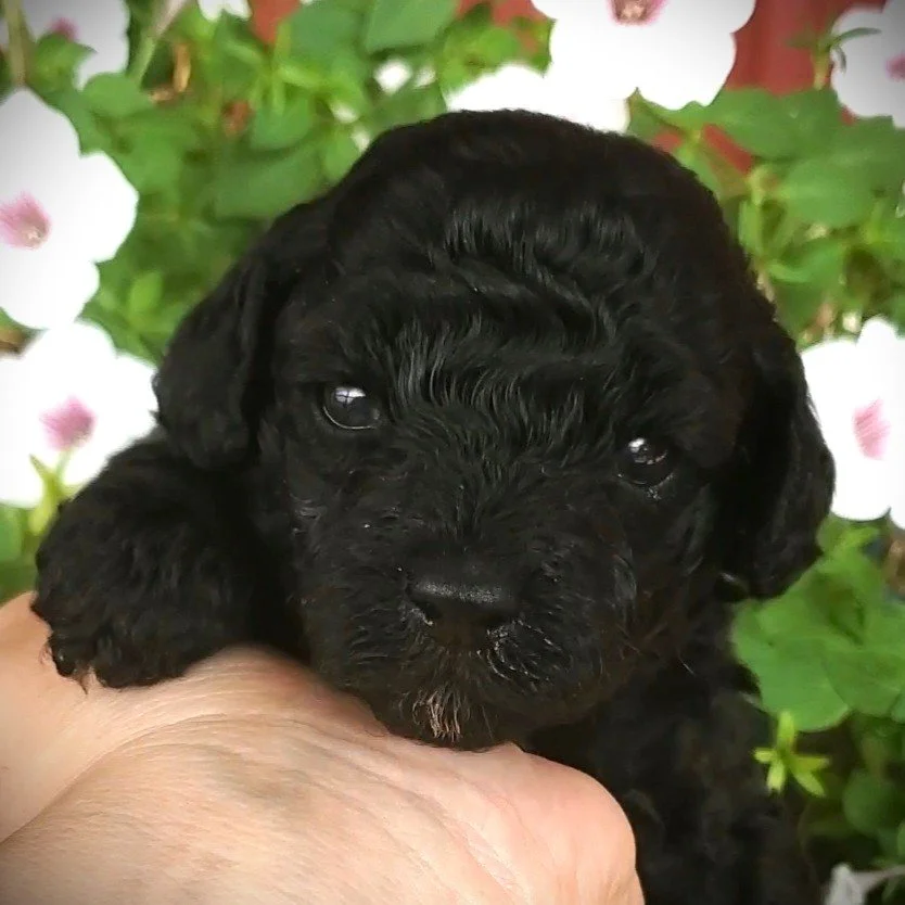 black toy poodle puppy breeder missouri