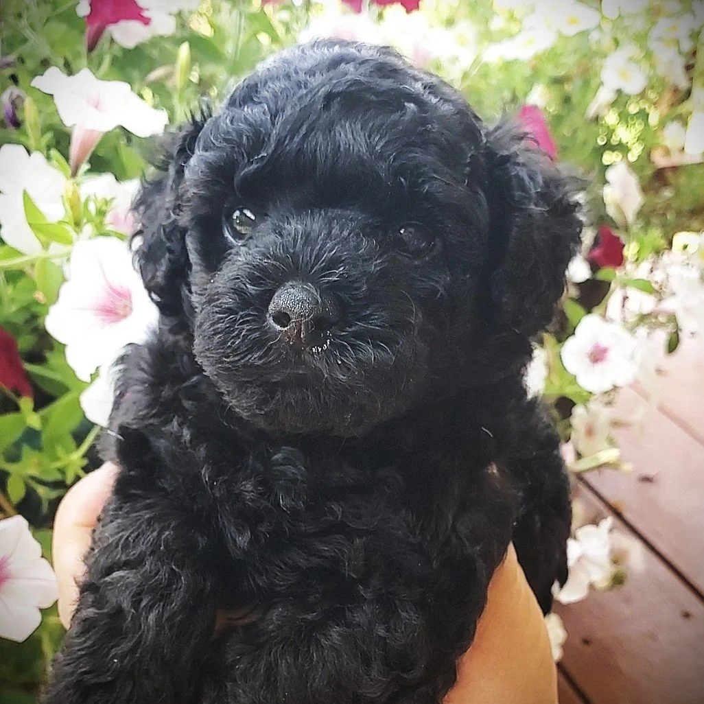 black toy poodle puppy for sale missouri
