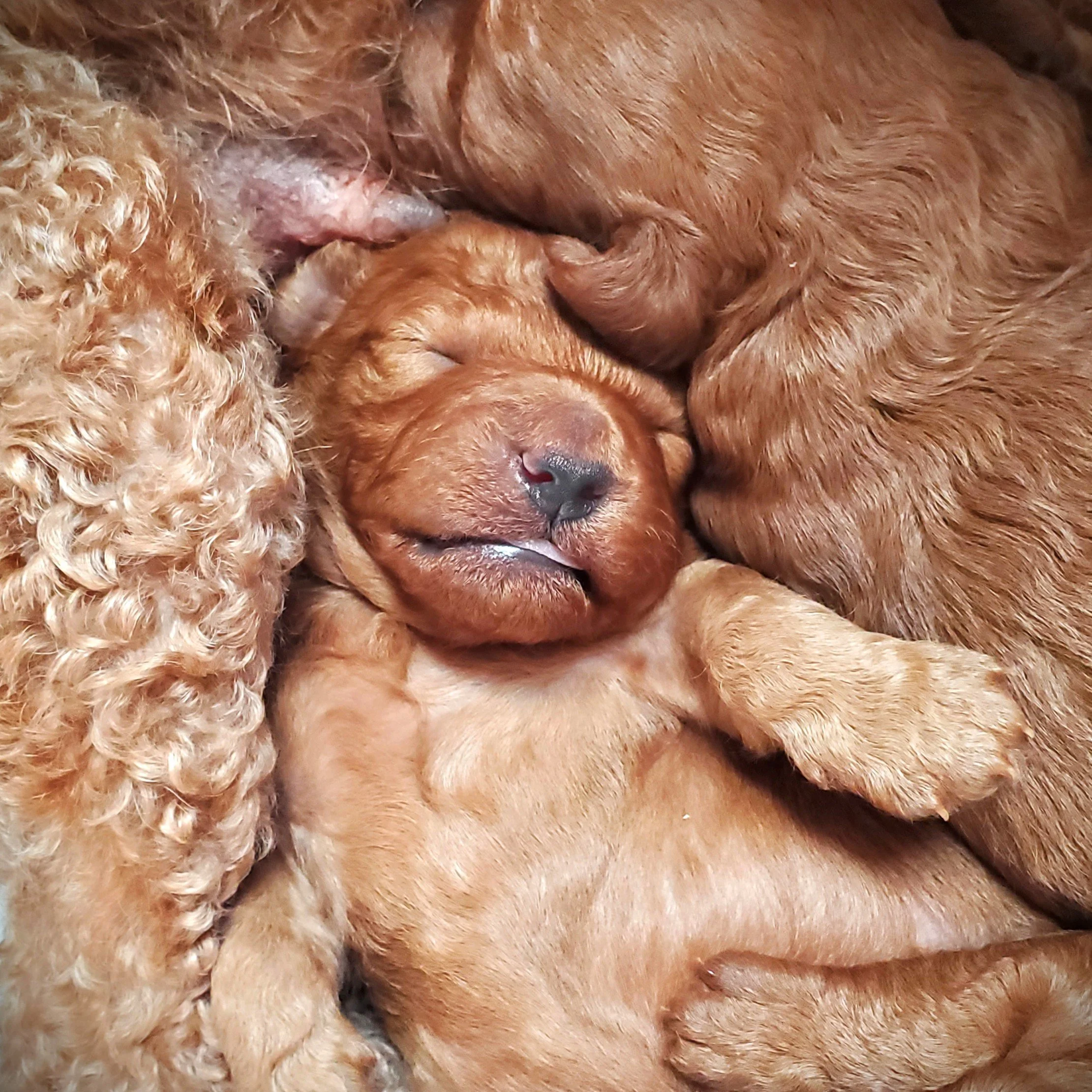 red miniature poodle puppy for sale missouri