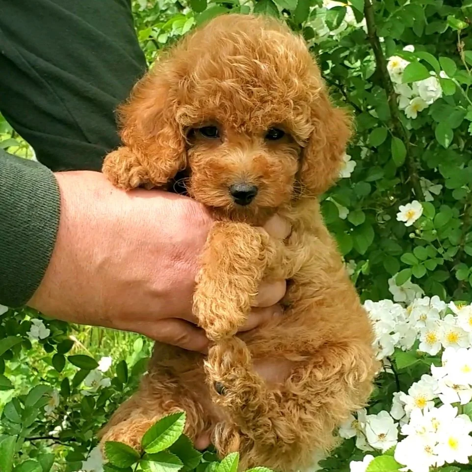 mini poodle for sale near me