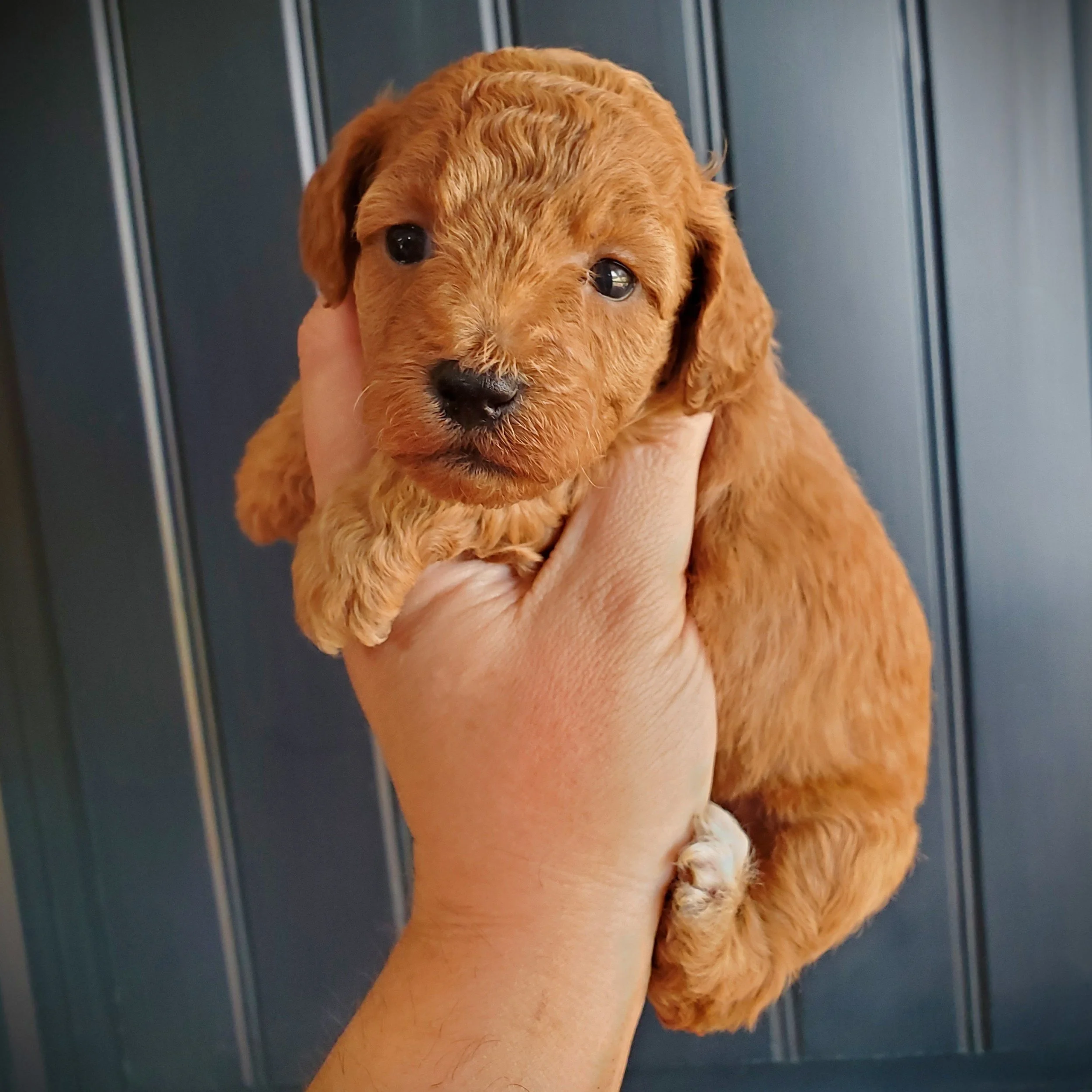 red apricot mini poodle puppy for sale texas arkansas mississippi tennessee