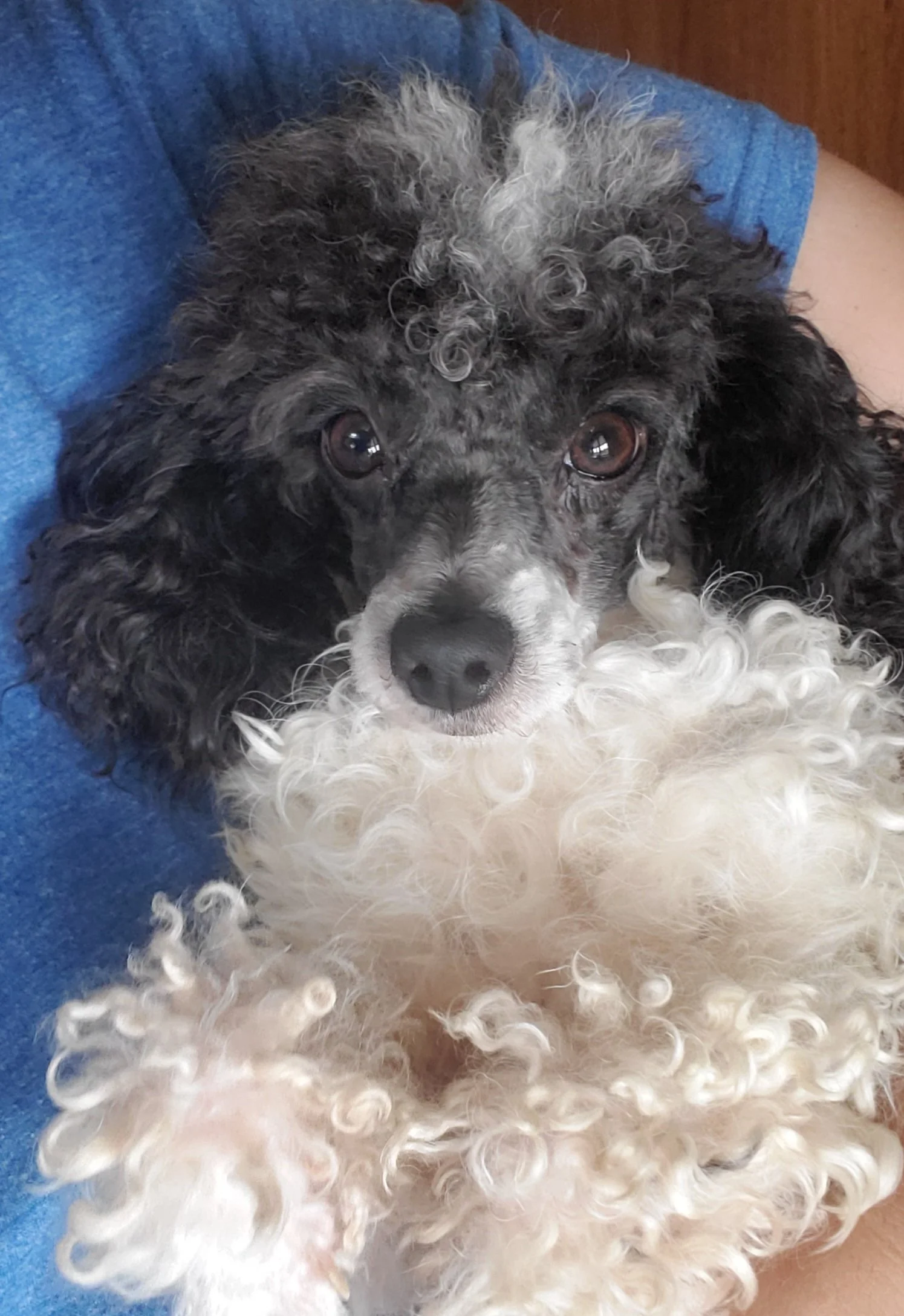 parti toy poodle puppies available