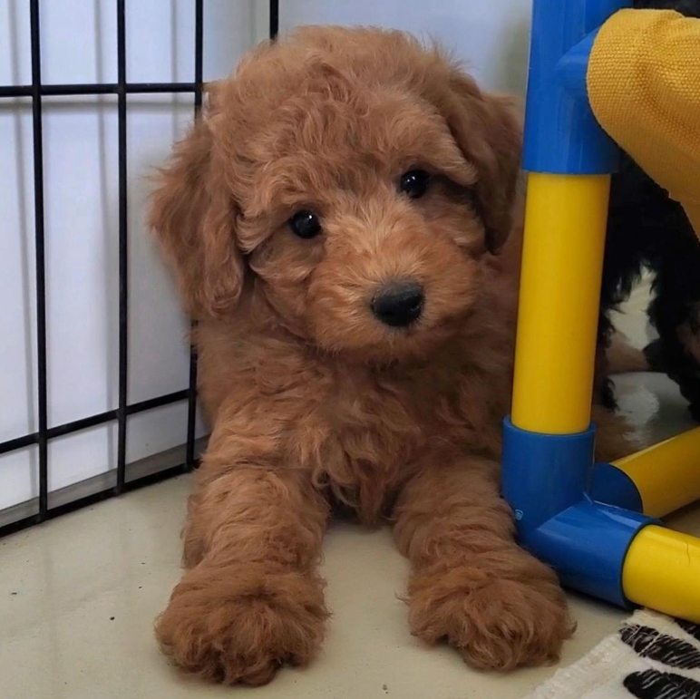 apricot mini poodle puppy for sale missouri