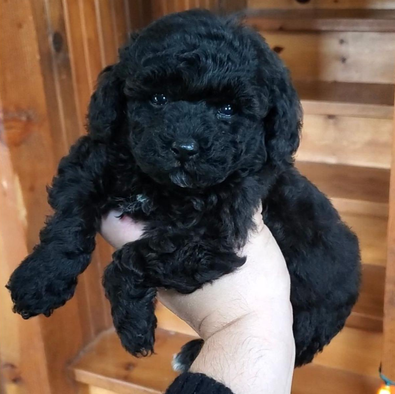 akc black toy poodle puppy for sale