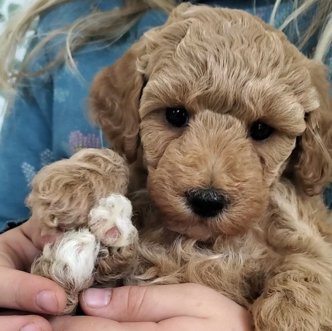 cream mini poodle puppy