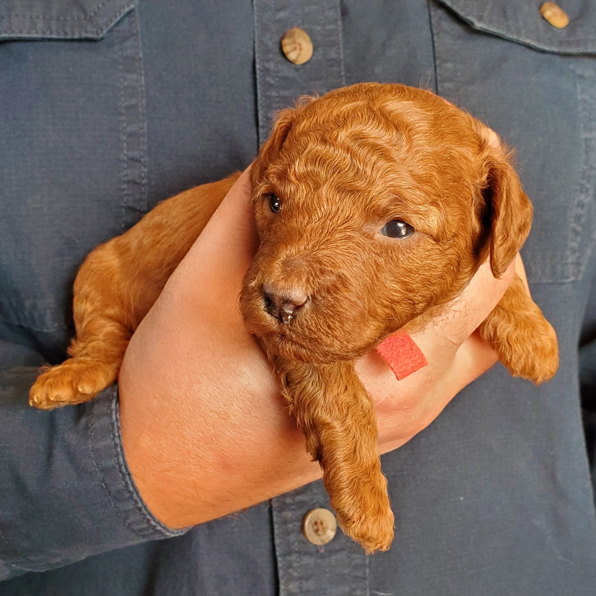 dark red miniature poodle puppy