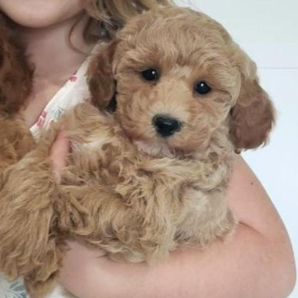 cream mini toy poodle puppy