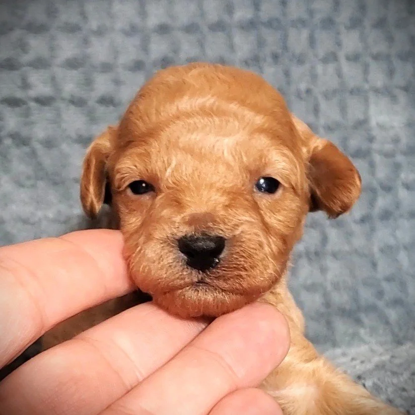 apricot mini poodle puppy for sale