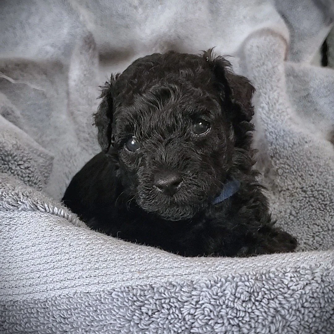 black toy poodle puppy in basket
