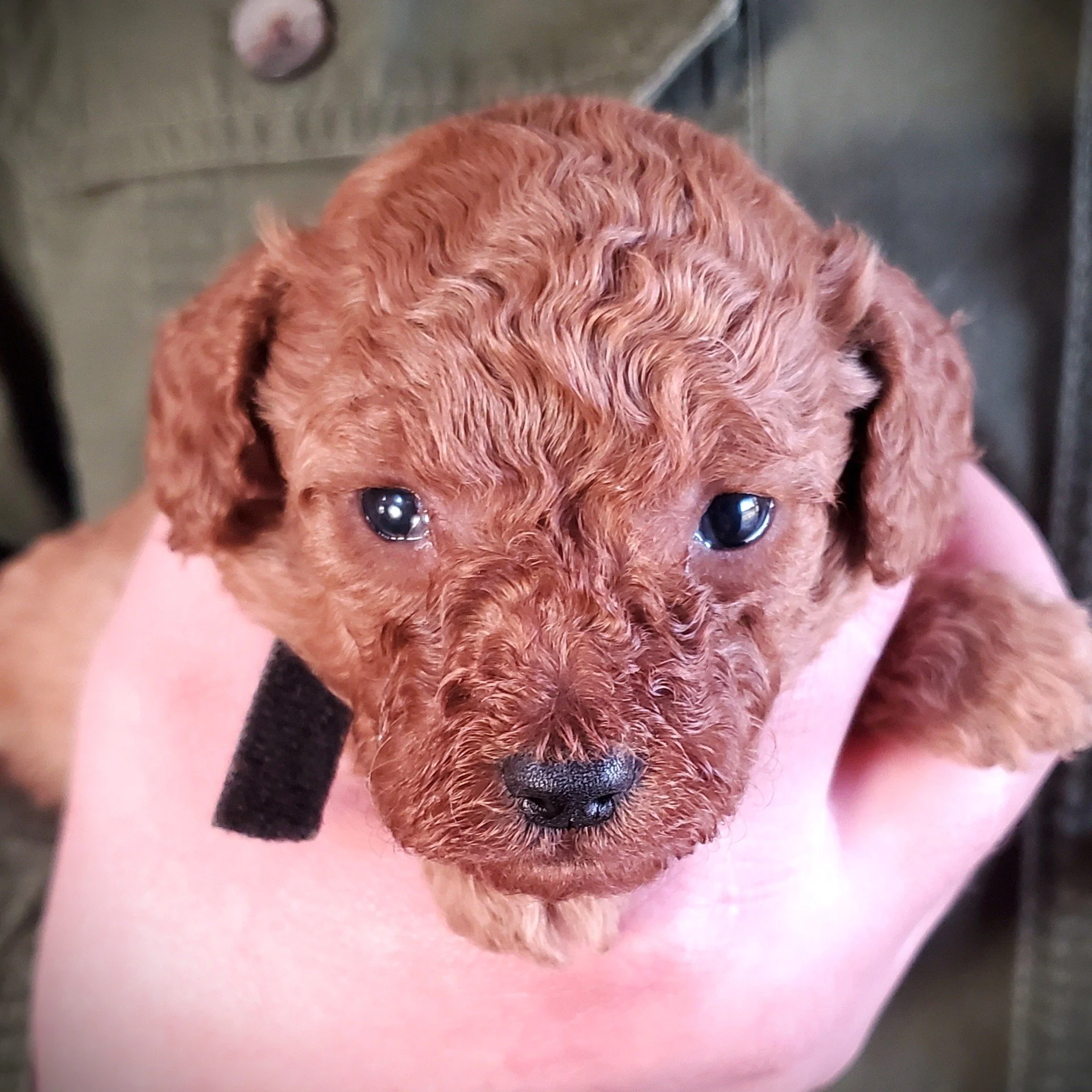 red mini poodle puppy for sale in missouri