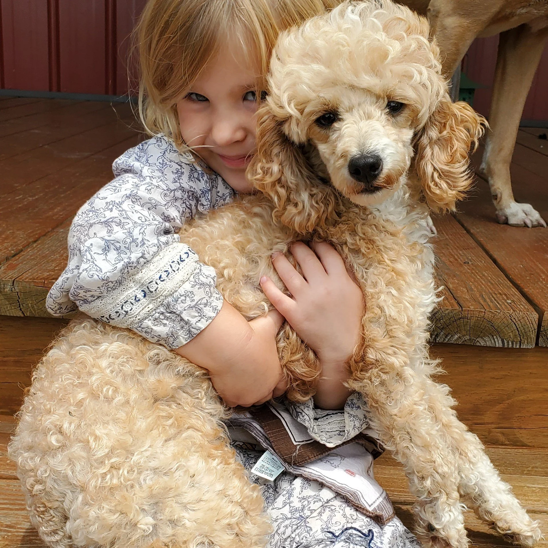 apricot miniature poodle female