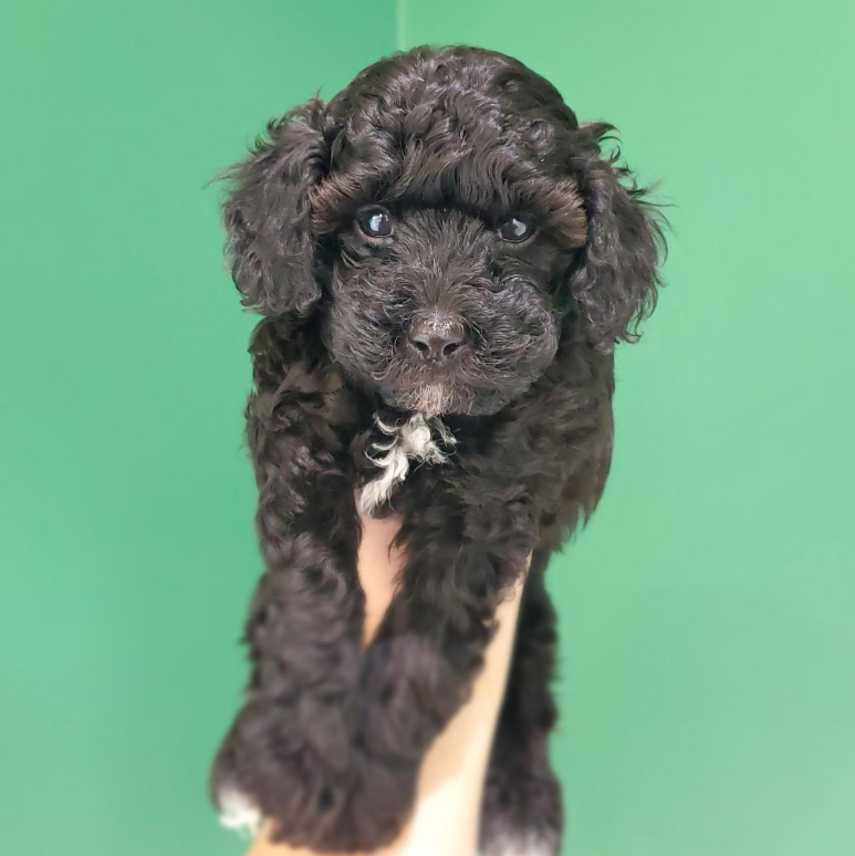 black toy poodle puppy for sale missouri