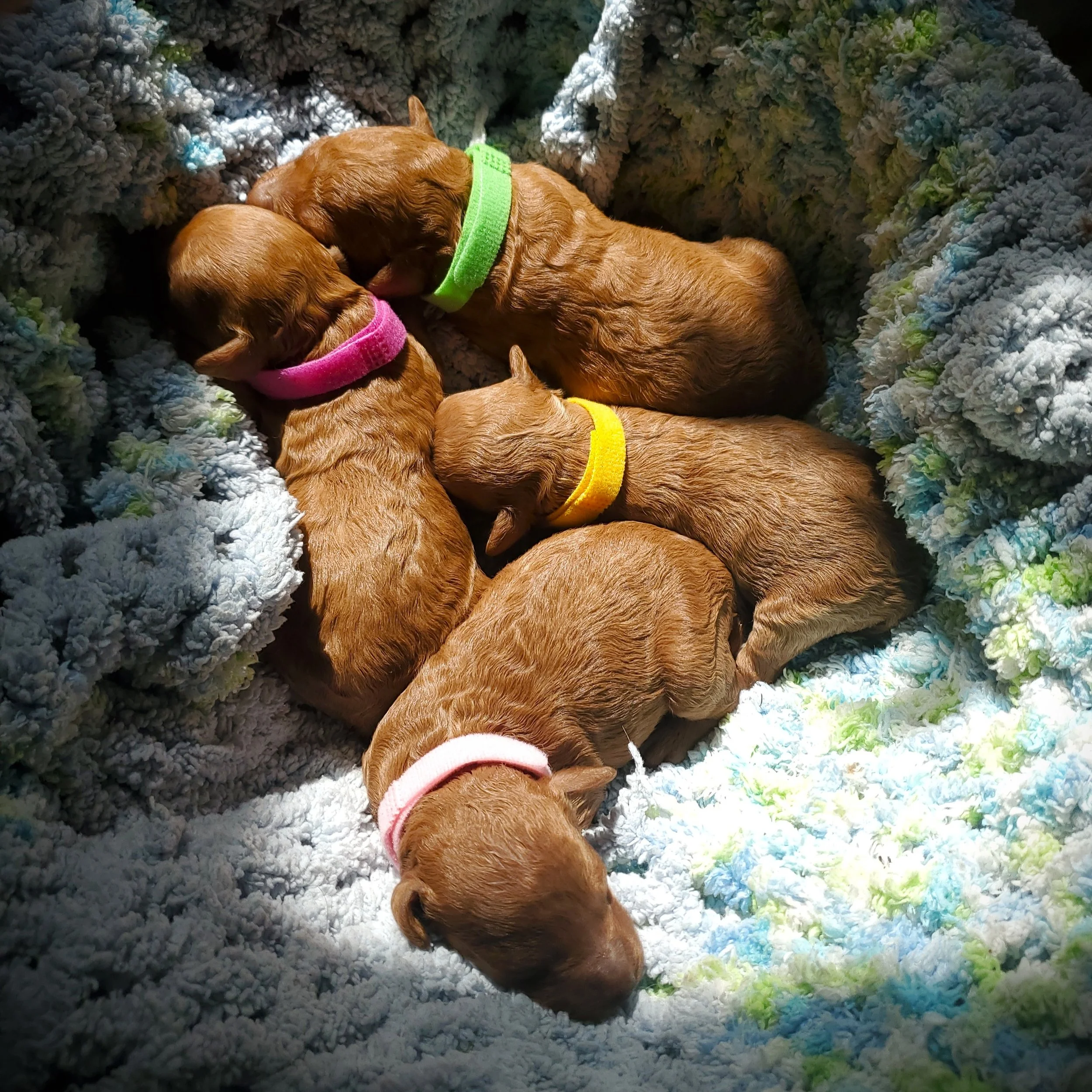 red mini poodle puppies for sale