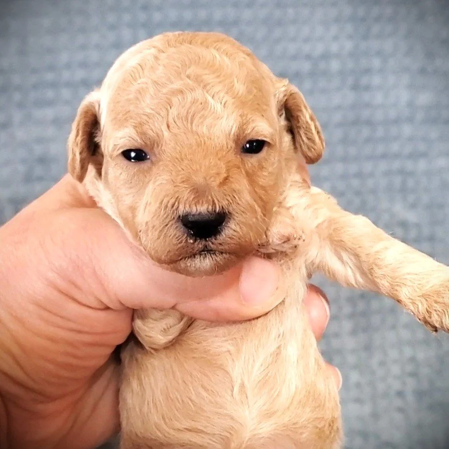 cream mini poodle puppy for sale missouri