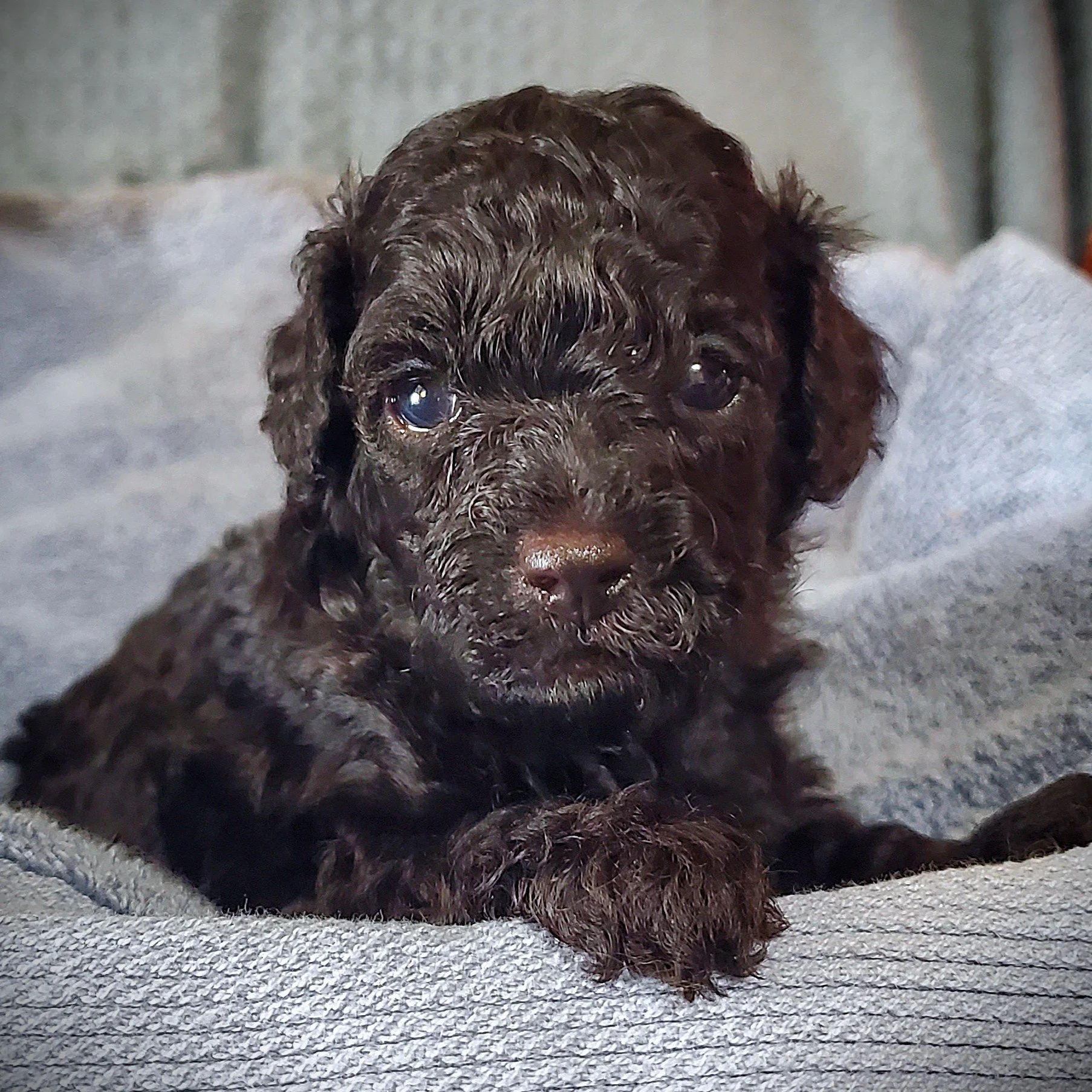 black toy poodle puppy sitting on blanket