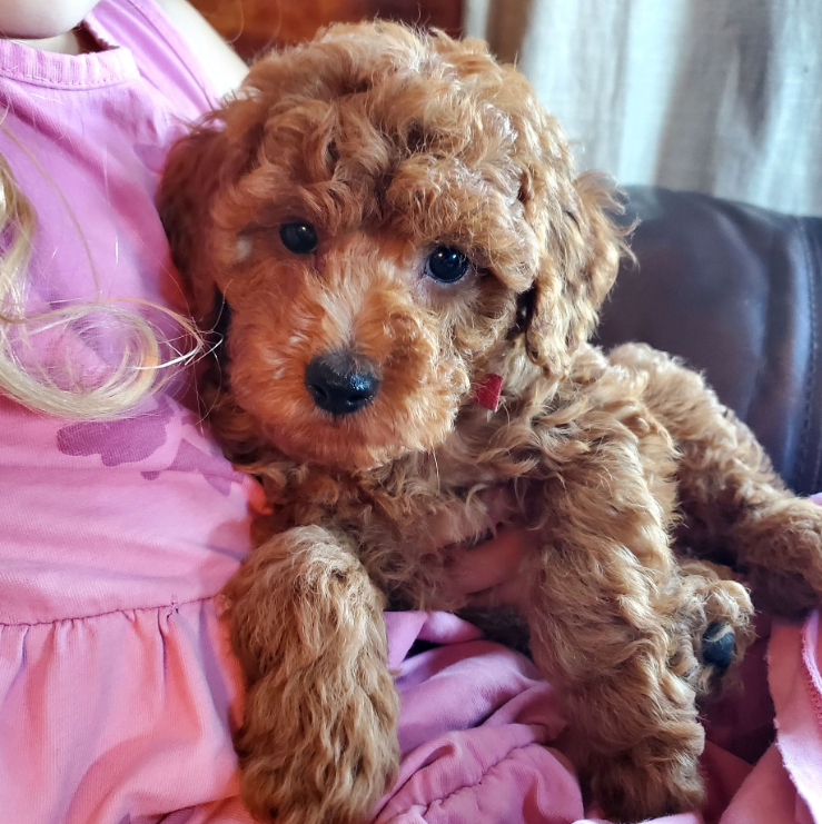 dark red mini poodle puppy for sale texas oklahoma florida georgia