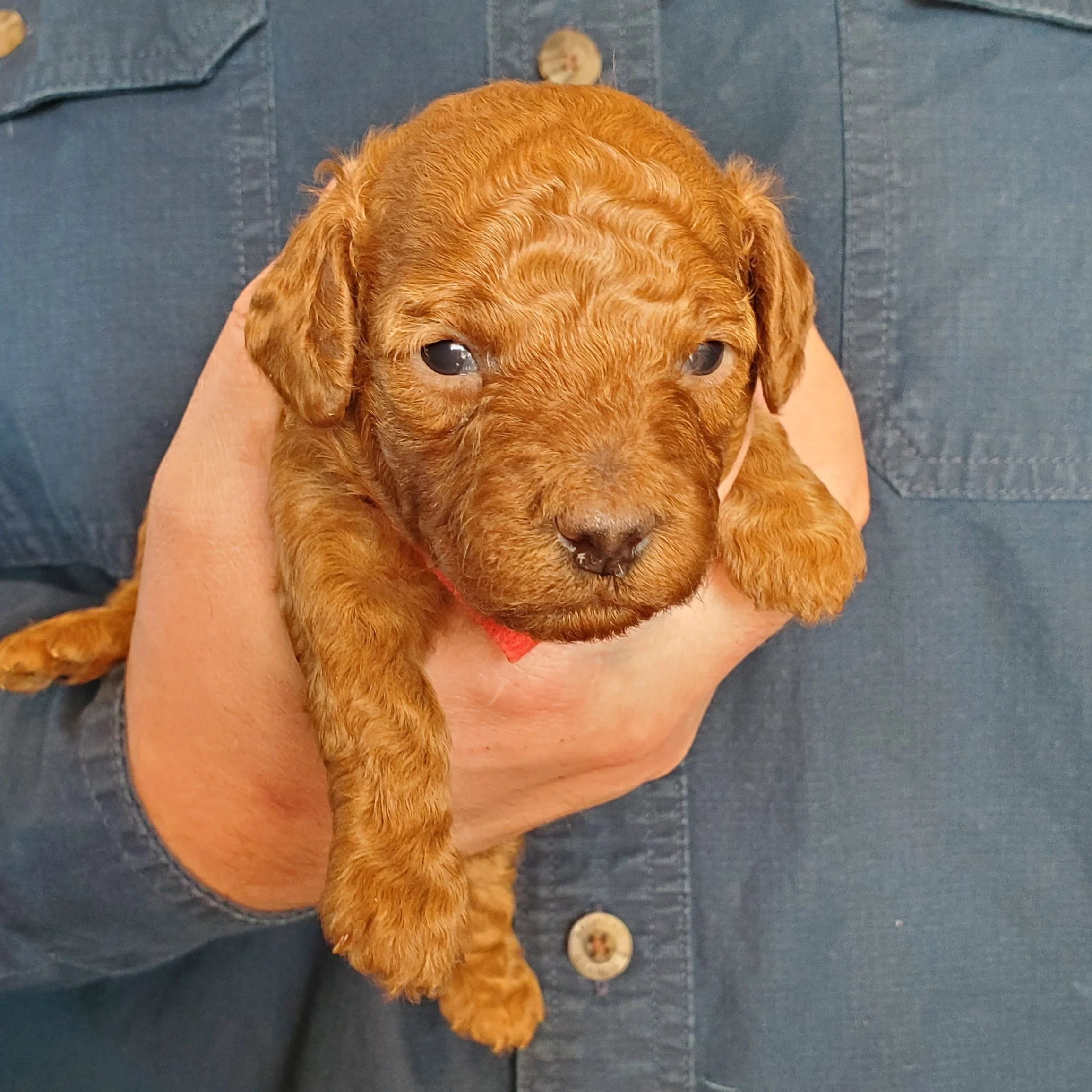 red mini poodle puppy