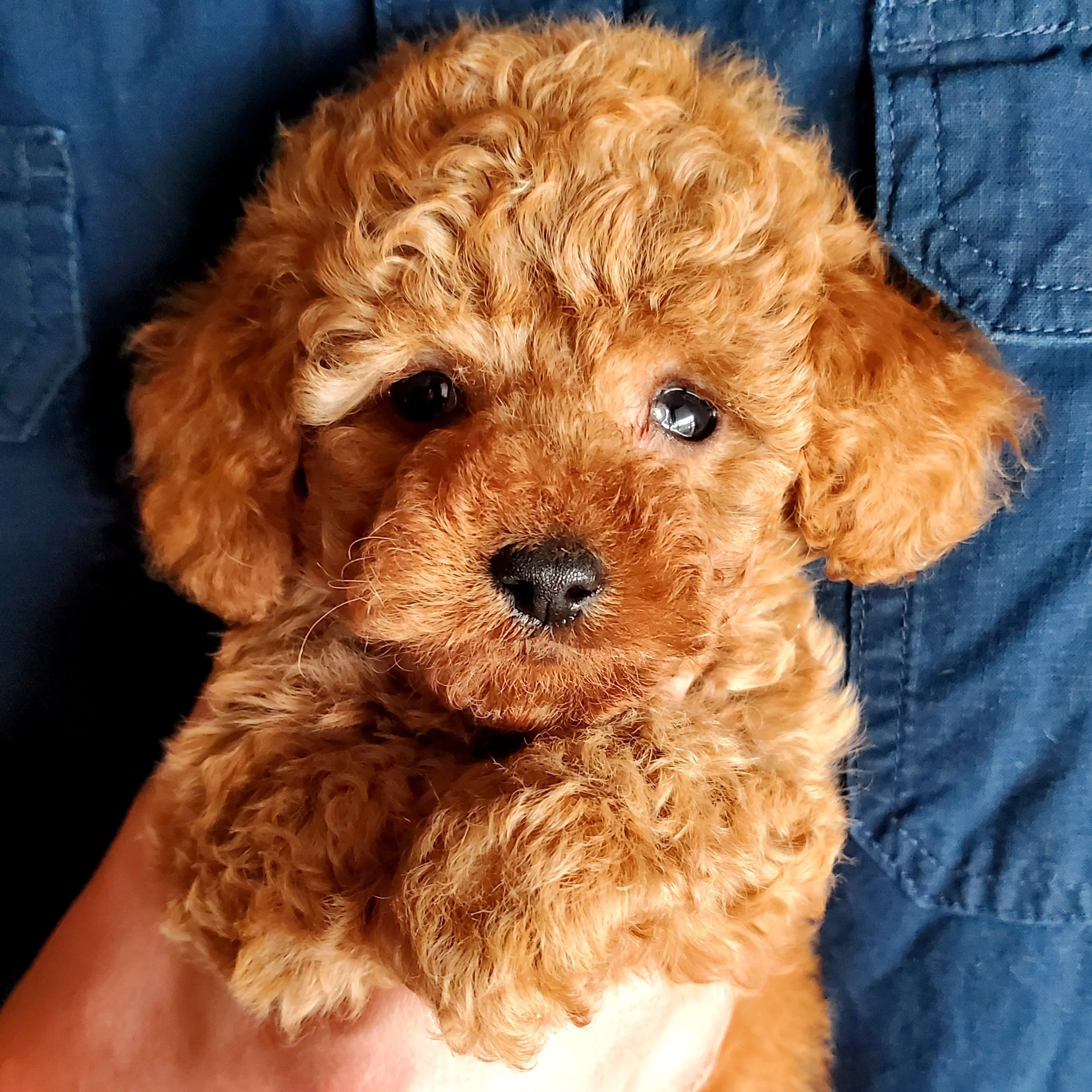 toy poodle red female puppy for sale