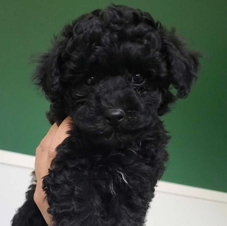 black toy poodle puppy