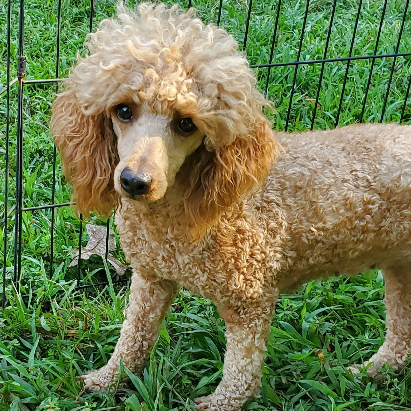 red mini poodle female