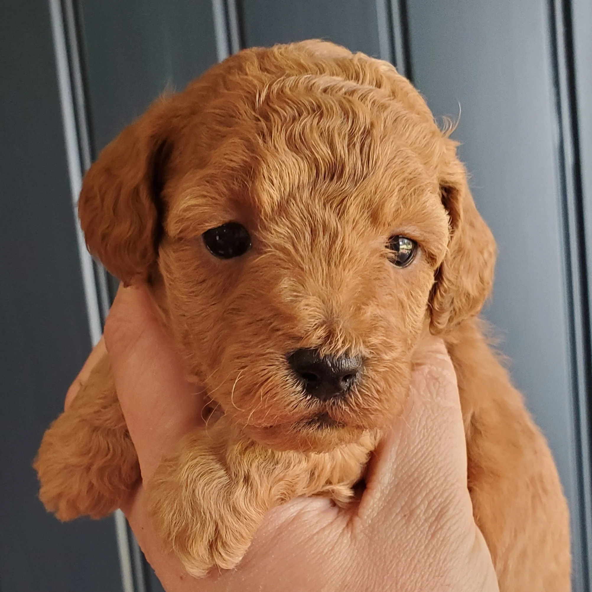 red mini poodle puppy for sale kansas city st louis missouri