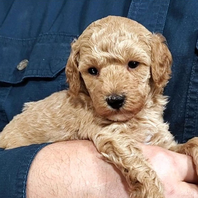cream mini poodle puppy