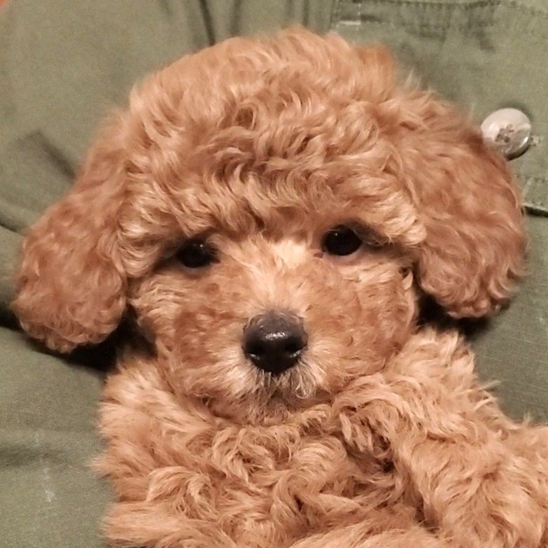 red mini poodle puppy texas