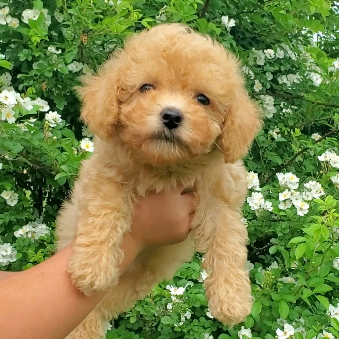 cream toy poodle for sale near me