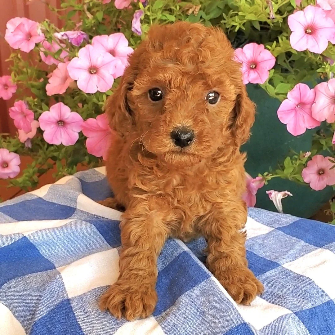 red mini poodle puppy texas