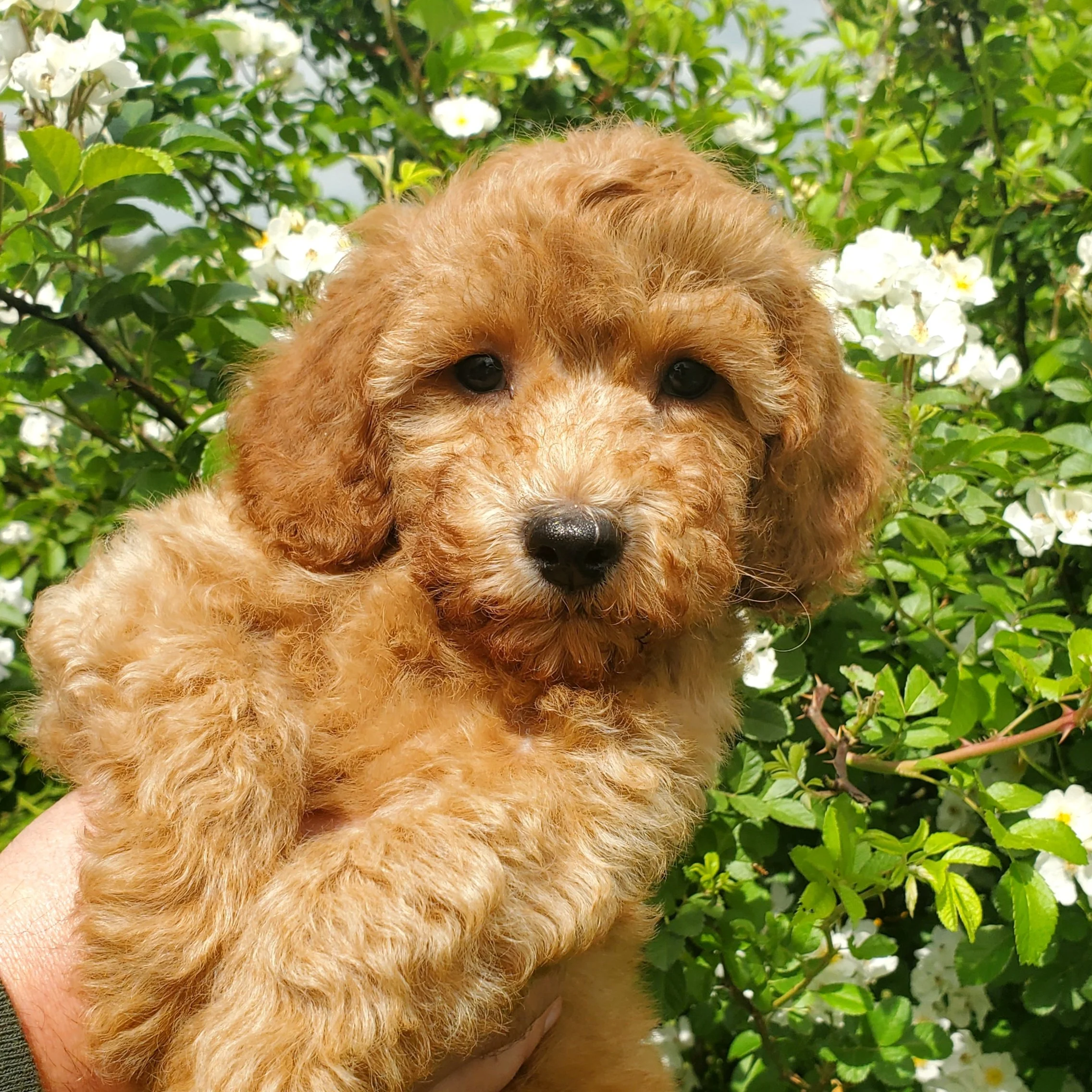 teddy bear mini poodle breeder for sale near me missouri arkansas texas oklahoma