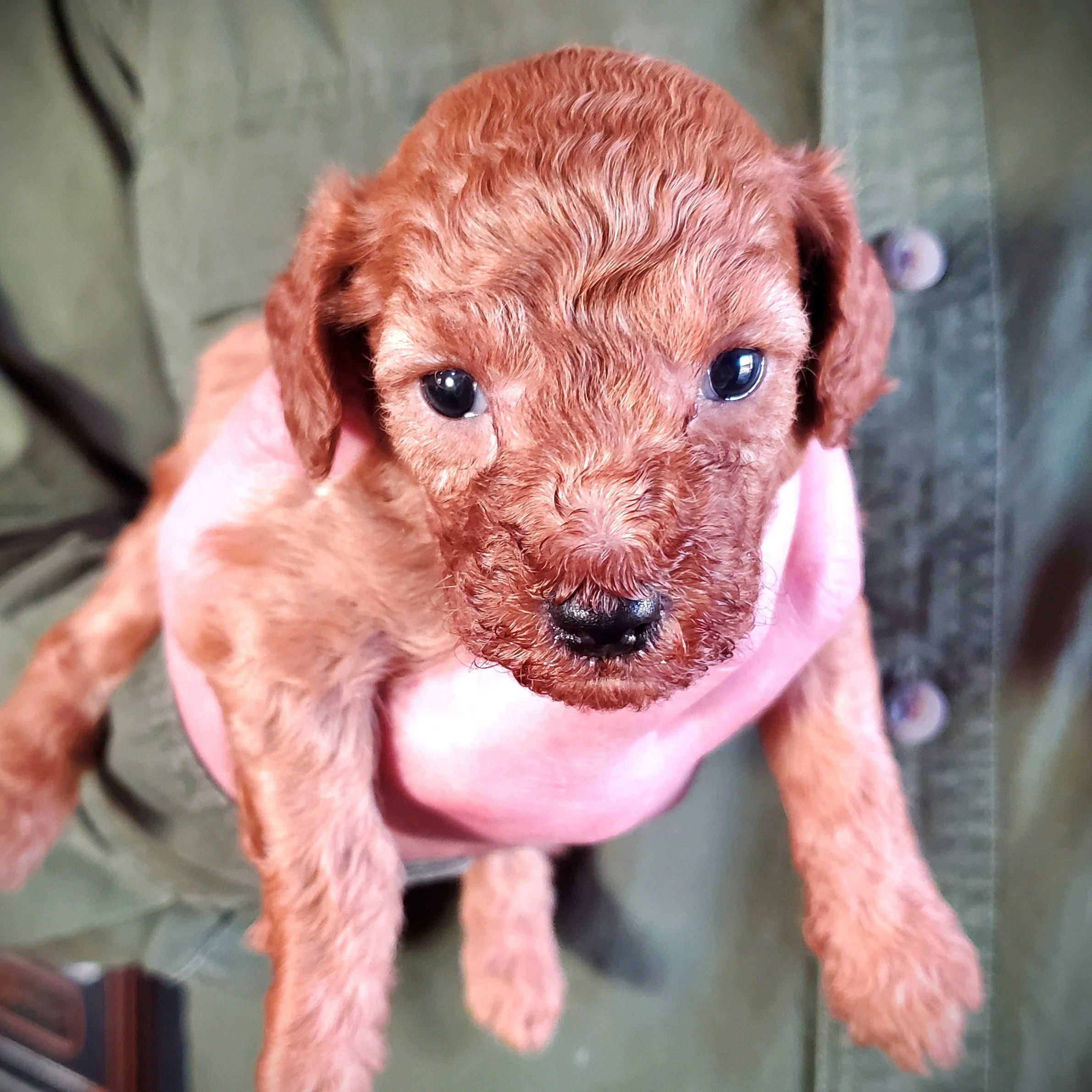 apricot mini poodle puppy for sale texas
