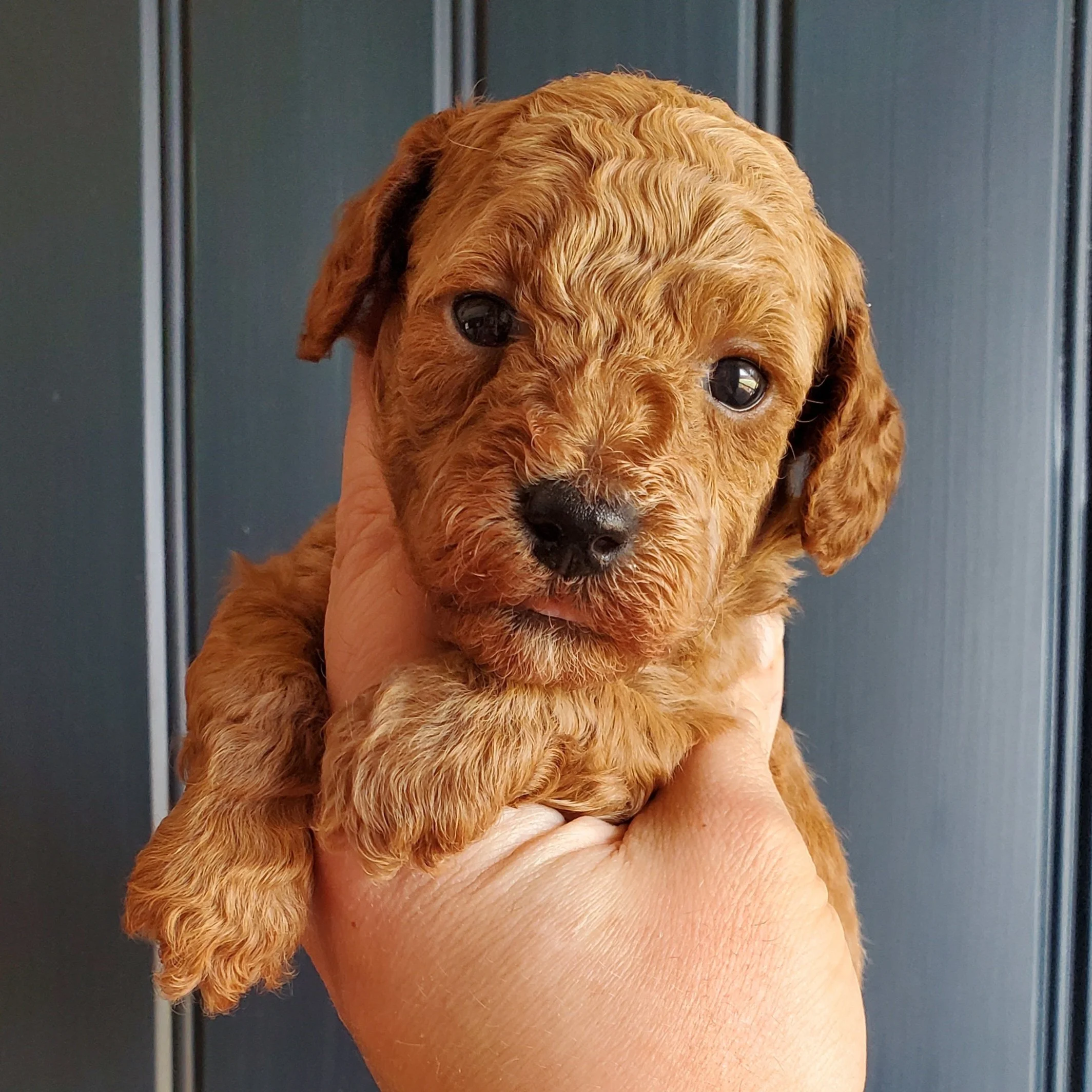 apricot mini poodle puppy boy