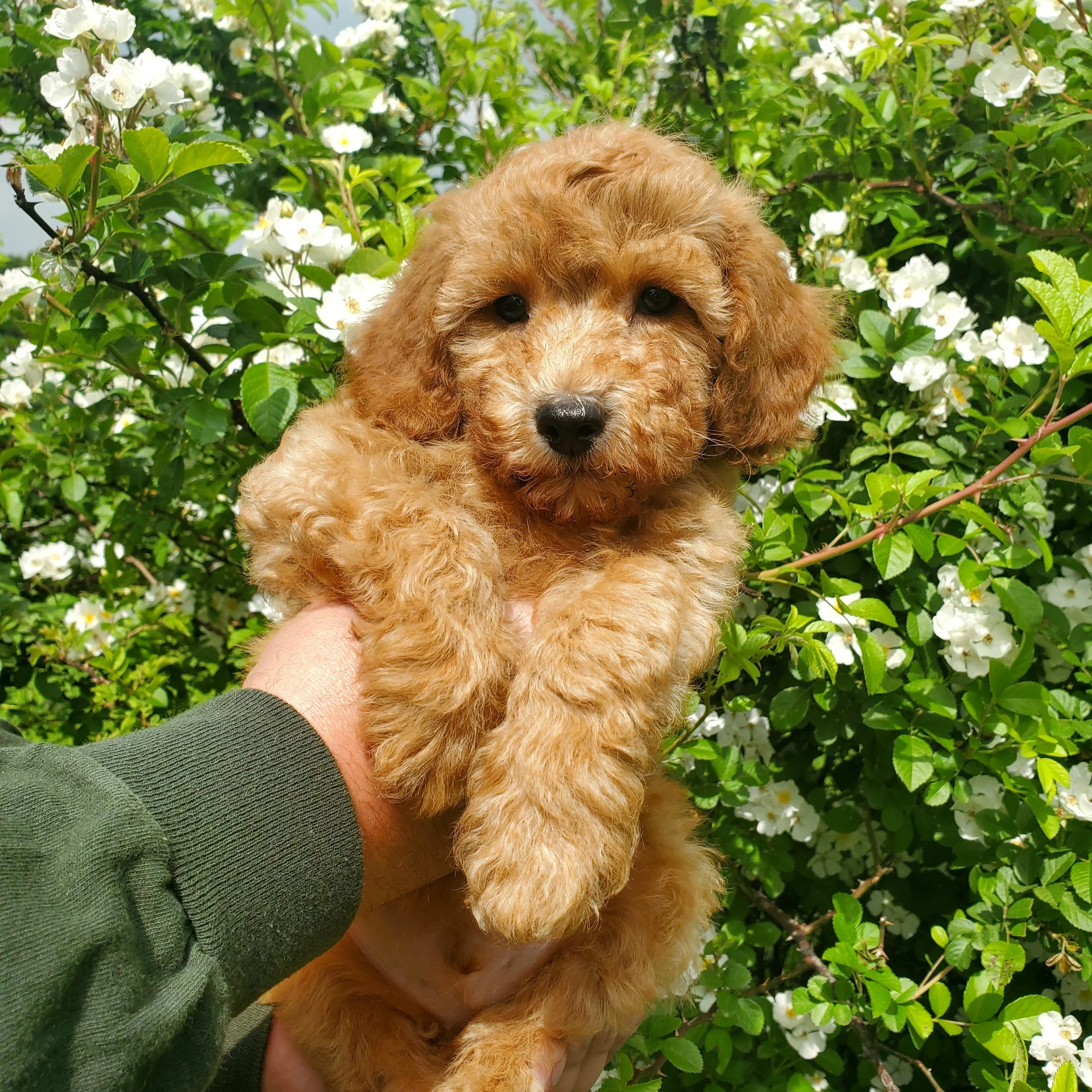 apricot red mini poodle puppy for sale near me