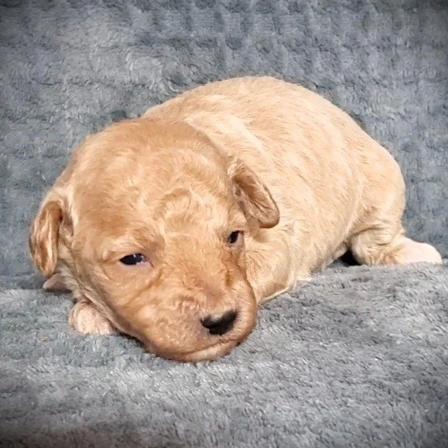 cream mini poodle puppy for sale missouri