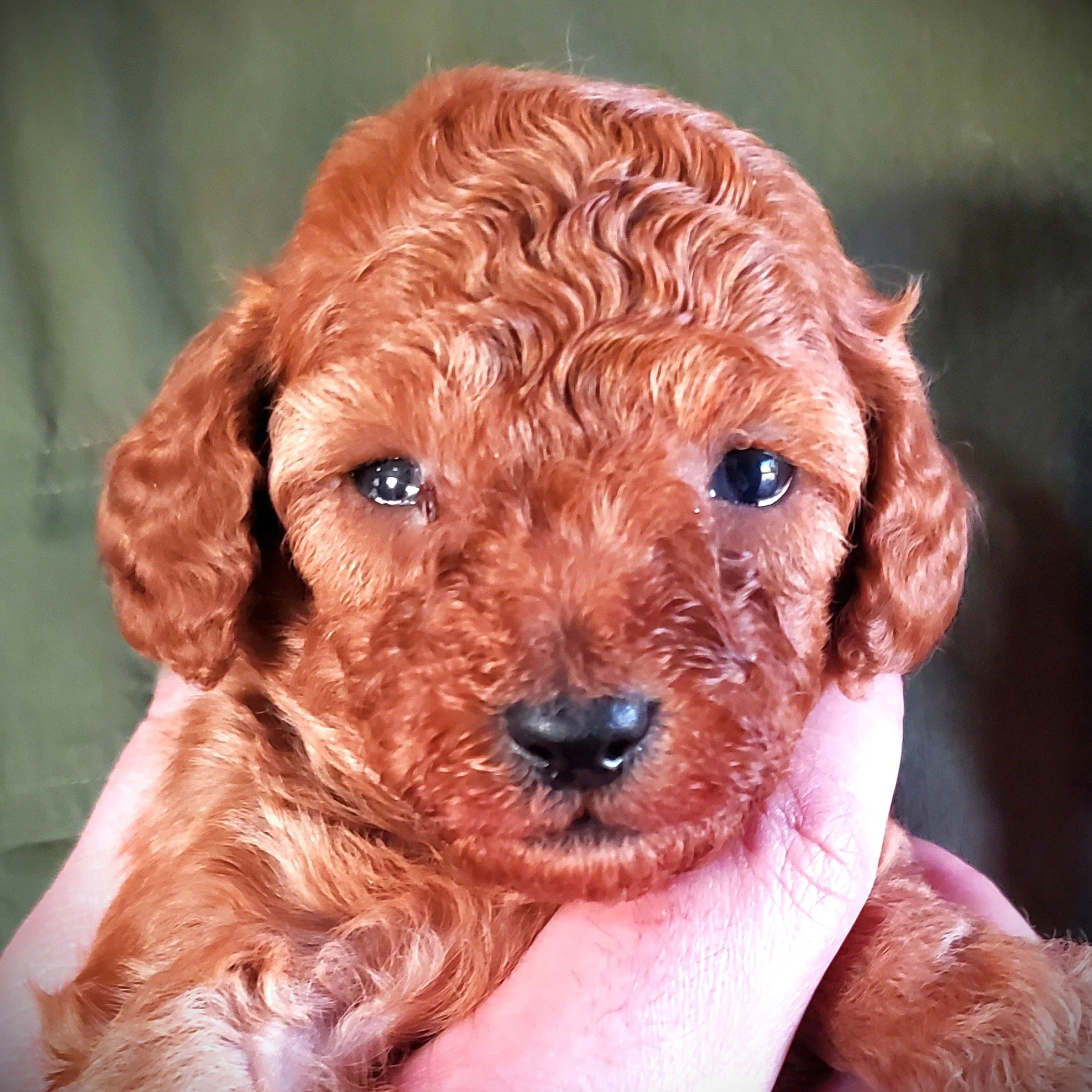 mini poodle puppy for sale missouri