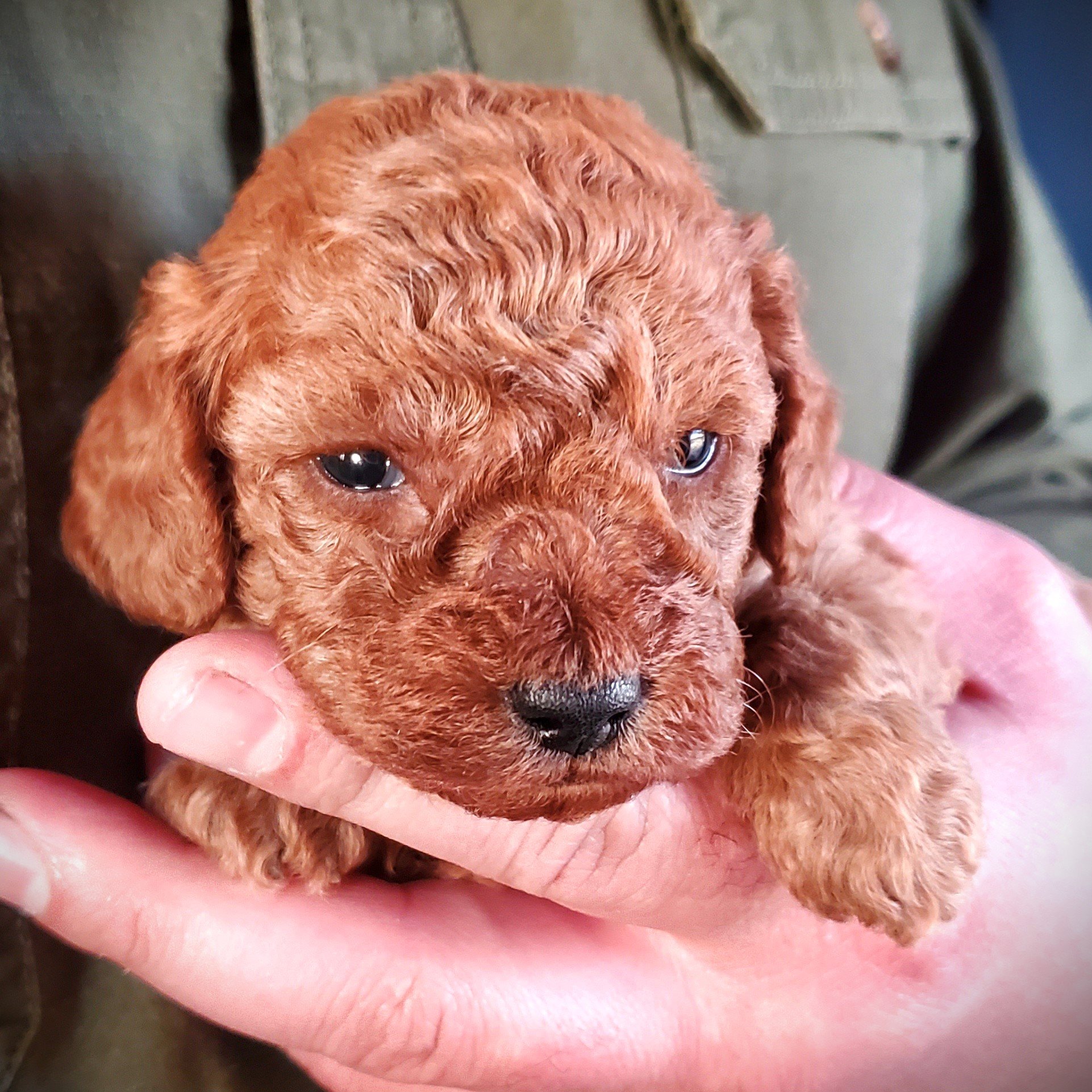 female puppy mini poodle girl red apricot for sale arkansas