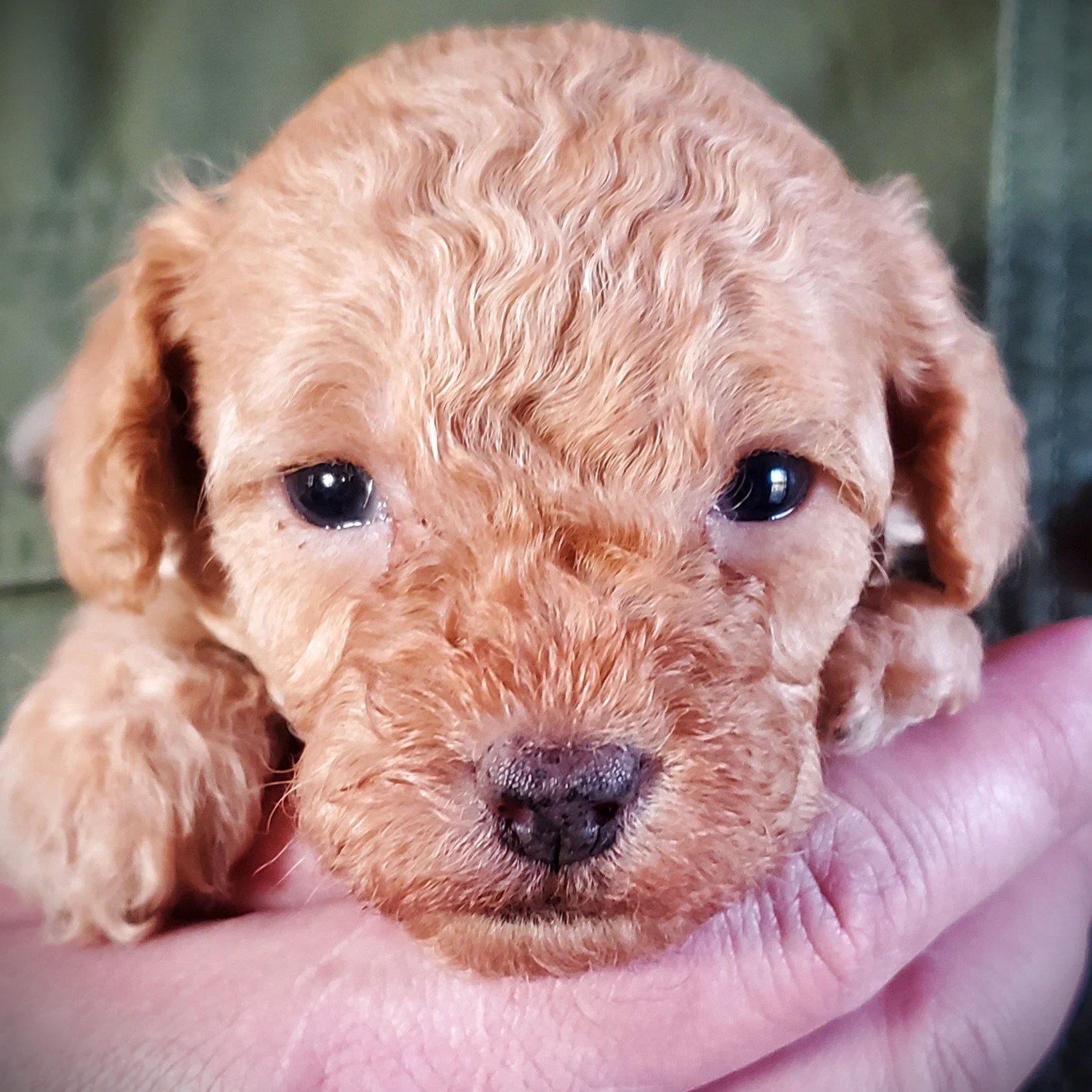 cream apricot mini poodle puppy for sale midwest