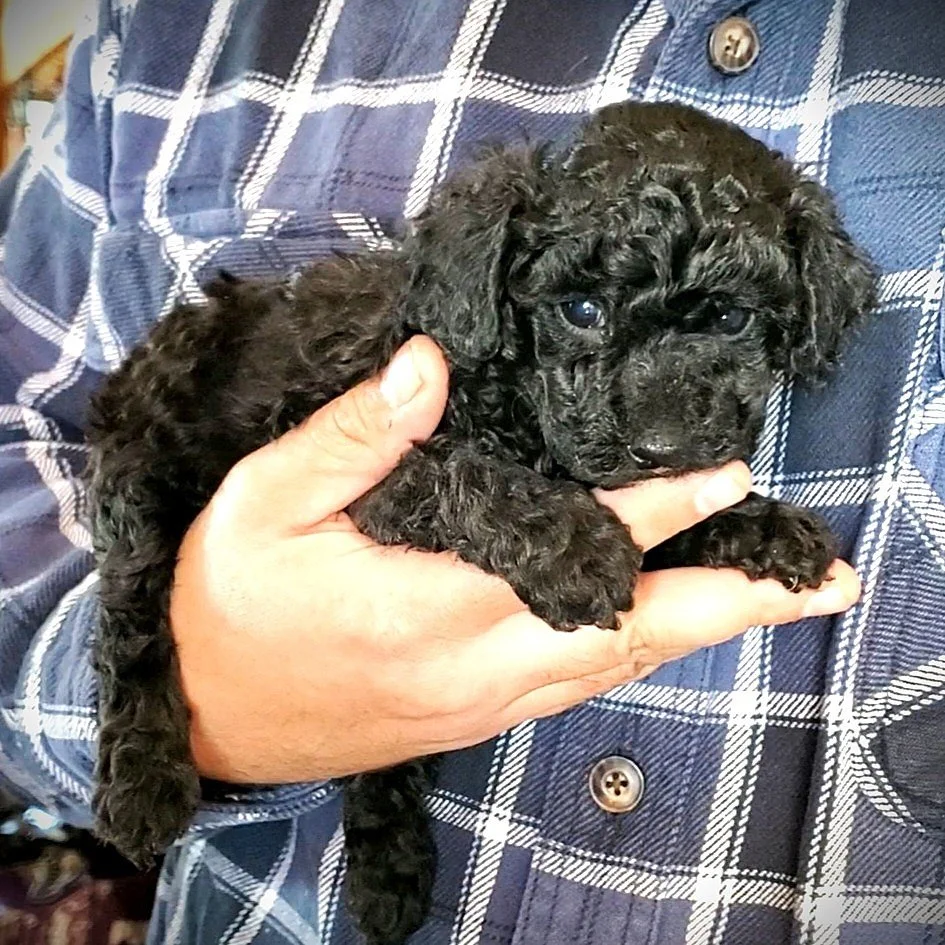 black toy poodle puppy illinois missouri