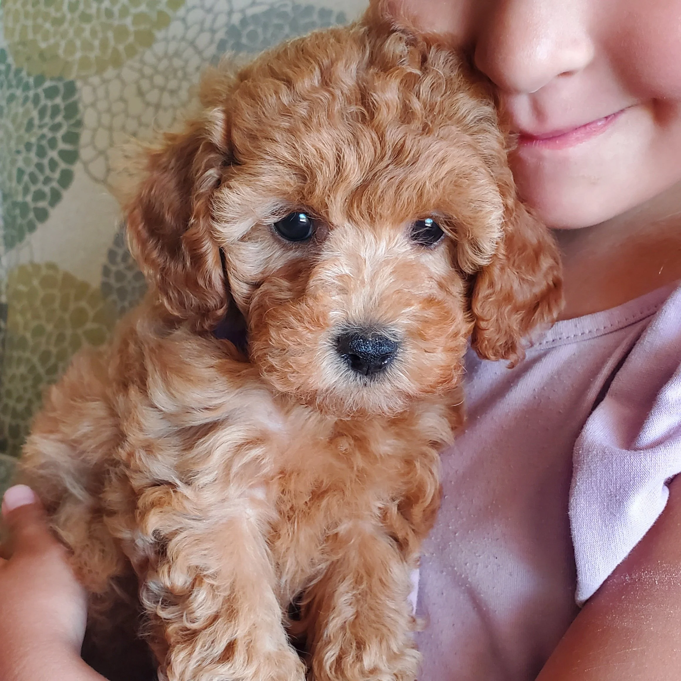 mini poodle puppy for sale
