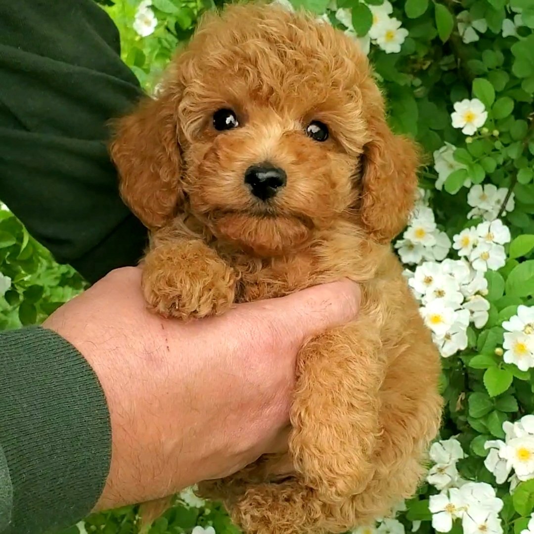 mini poodle for sale near me mini poodle breeder