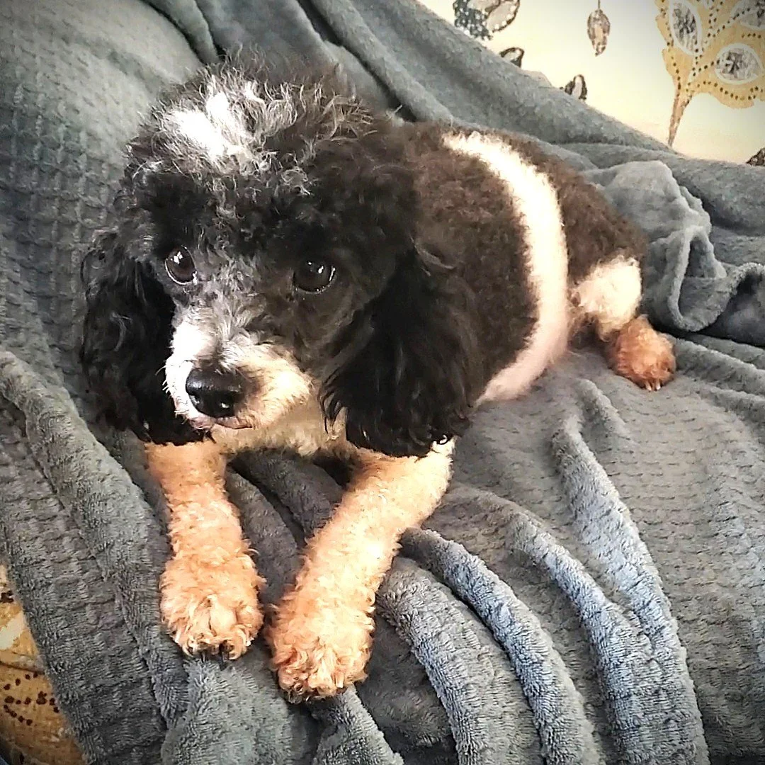 toy poodle parti color