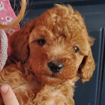 red toy poodle puppy for sale missouri